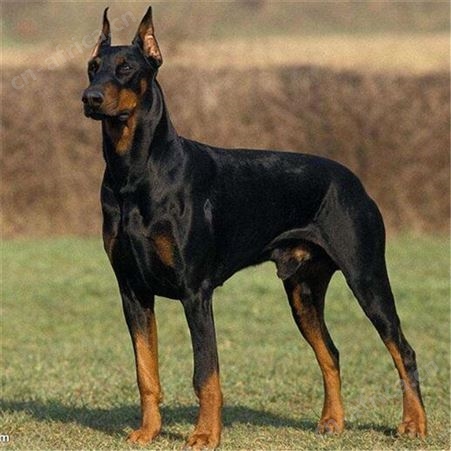 长期供应大体型成年杜宾犬 采食性广 耐粗饲 好养易活 体型匀称