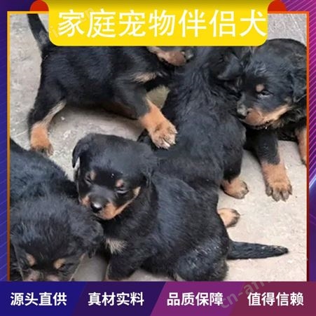 家庭宠物伴侣犬 品种拉布拉多犬 年龄2-4 免疫驱虫已做完