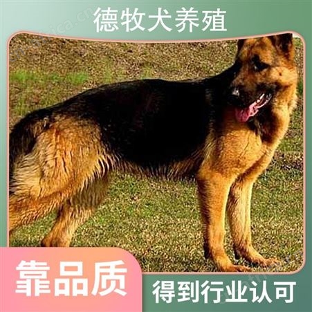 德牧犬养殖基地 免疫驱虫已做 服务指导养殖技术