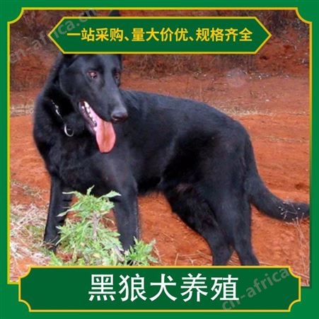 附近的黑狼犬养殖基地 规格成年 公母均有 品种品种