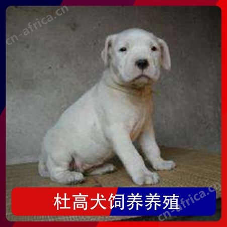 杜高犬饲养养殖 公母均有 免疫驱虫已做完 毛色白色