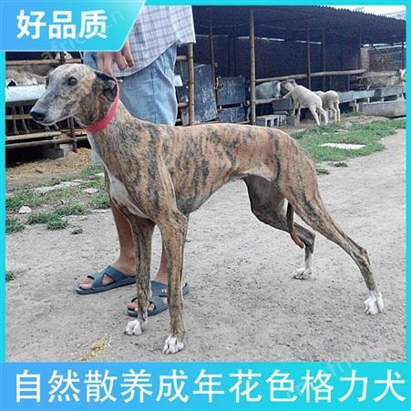 自然散养成年花色格力犬 公母均有 体长112cm 胸围52cm