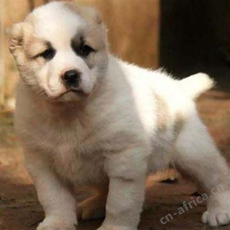 农家养殖中亚牧羊犬 宠物犬 性情温顺 行动敏捷 提供技术指导