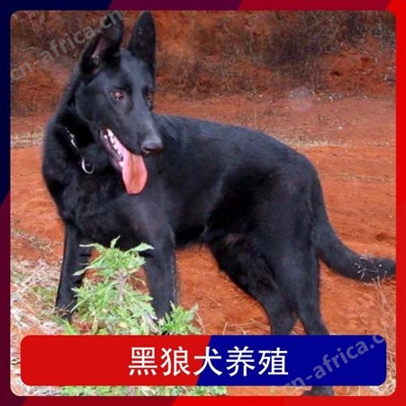 黑狼犬养殖基地出售纯种黑狼犬 规格大型 毛色黑色