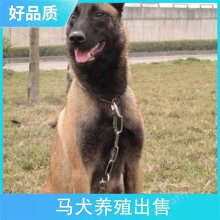 马犬养殖出售 品种马犬 毛长短毛 血统信息有血统证书