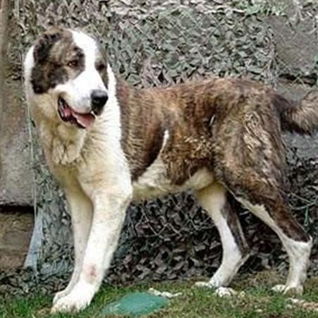 养殖中亚牧羊犬 纯种中亚犬幼崽 已做免疫驱虫 生长快 好养易活