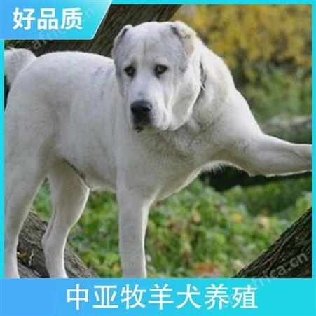 中亚牧羊犬养殖 规格幼崽 品种德国牧羊犬 成活率百分之87