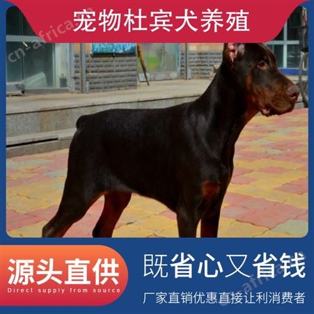 宠物杜宾犬养殖 体高96cm 体长75cm 品种杜宾犬 颜色黑色 棕色