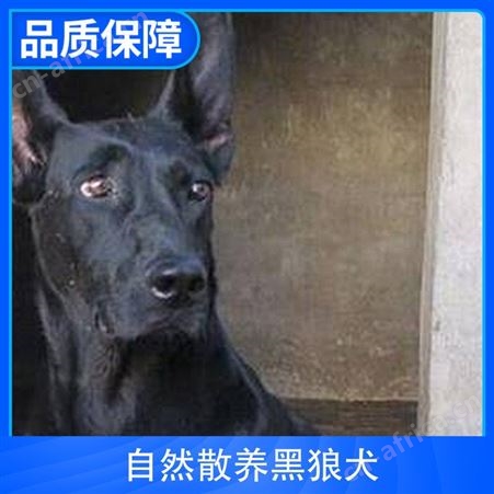 自然散养黑狼犬 规格成年 公母均有 品种黑狼犬 体长62cm