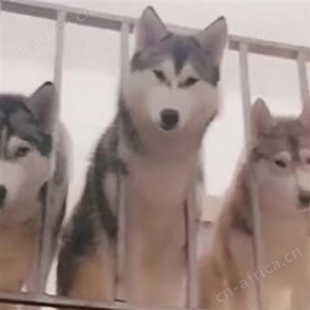 农家供应纯正血统哈士奇犬 活体出售 品种优良 适应能力强