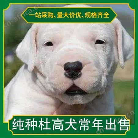 纯种杜高犬常年出售 公母均有 体长80cm 毛色白色