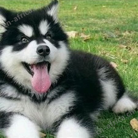 科学养殖大型阿拉斯加犬 生长速度快 饲养简单 明茂