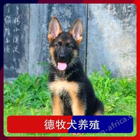 德牧犬养殖基地 免疫驱虫已做 服务指导养殖技术
