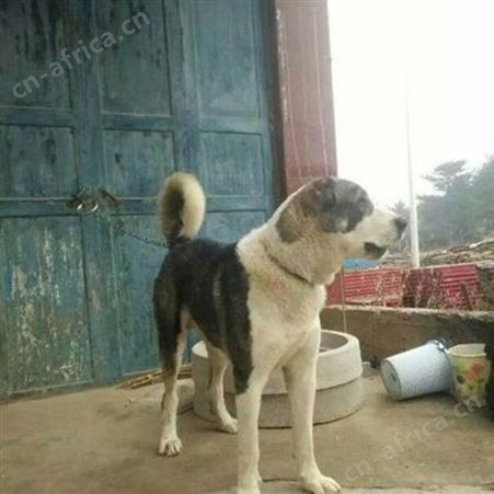 养殖中亚牧羊犬 双血统 肌肉发达 生长速度快 体格健壮