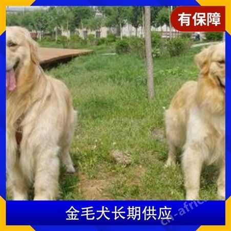 金毛犬长期供应 品种金毛犬 年龄2-9个月 性别公母都有