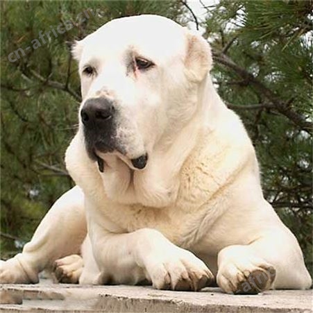 养殖供应中亚牧羊犬幼犬 活体 已做免疫驱虫 明茂养殖