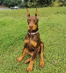 纯种杜宾犬 杜宾幼犬养殖销售 看家护院 成年犬 均有 明茂