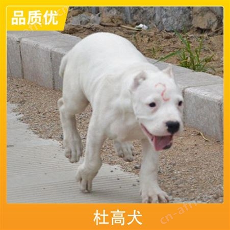 卡斯罗和杜高犬谁厉害 公母均有 体长80cm 毛色白色