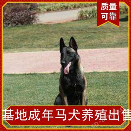 基地成年马犬养殖出售 公母均有 规格幼犬 品种马犬