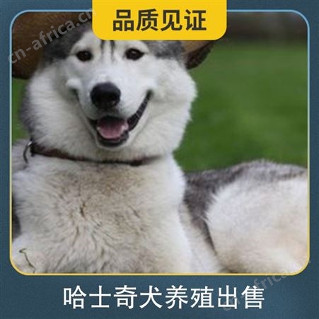 哈士奇犬养殖出售 胸围 40cm 体长 98cm 毛色 灰色