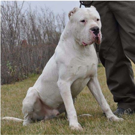 家养宠物伴侣犬 双血统阿根廷杜高犬 提供技术指导