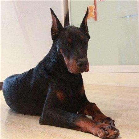 农家养殖立耳护卫杜宾犬 看家护院 抗病能力强 行动敏捷 明茂