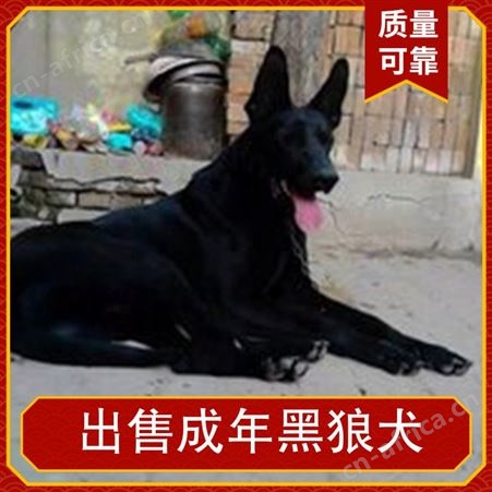 出售成年黑狼犬 公母均有 免疫驱虫已做完 毛色黑色