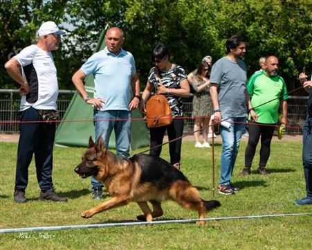 散养德国牧羊犬 放牧牛羊 双血统萌犬幼崽 适应能力强 明茂
