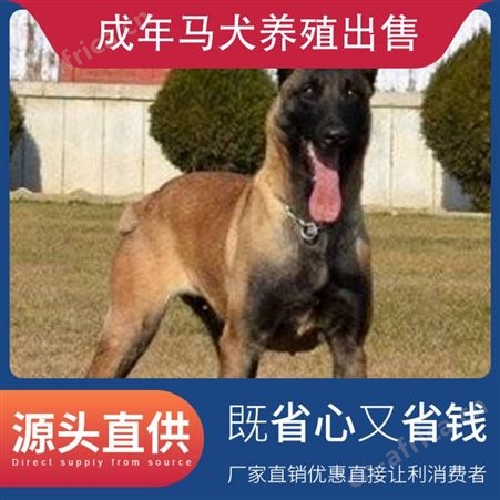 成年马犬养殖出售 品种马犬 体型中型 体重35 发货方式宠物托运