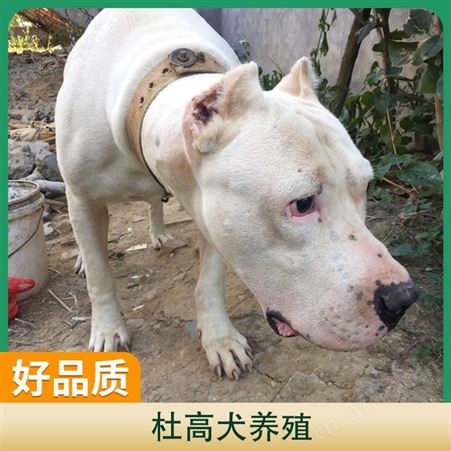 杜高犬养殖基地 性别公母 免疫驱虫已做完 年龄2-6