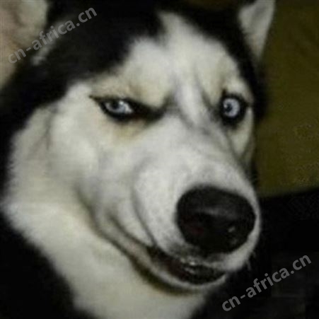 农家供应纯正血统哈士奇犬 活体出售 品种优良 适应能力强