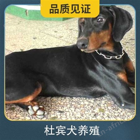 杜宾犬养殖基地 规格成年犬 品种杜宾犬 尾长4cm
