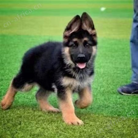 大型成年德国黑背牧羊犬养殖基地 身躯坚实 提供技术指导