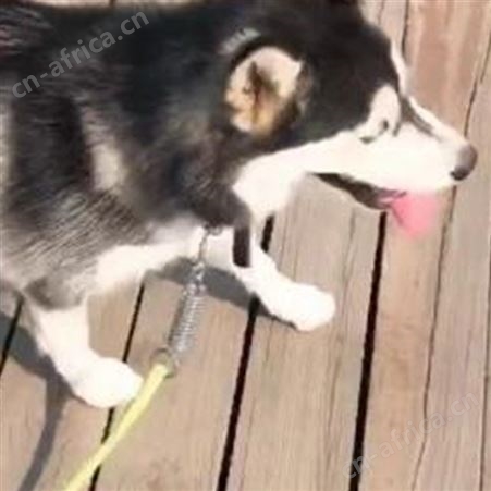 农家供应纯正血统哈士奇犬 活体出售 品种优良 适应能力强