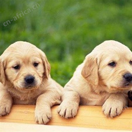 散养成年宠物金毛犬 巡回导盲犬 体格好 聪明温顺
