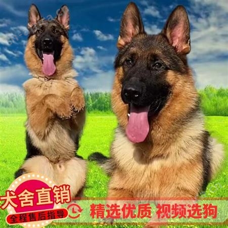 德国牧羊犬 护卫犬 体型健壮 机警过人 适应能力强 生长快