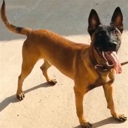 长期供应活体马犬幼苗 成年改良犬 自然立耳 已做免疫驱虫