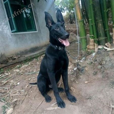 农家养殖改良黑狼犬 双血统立耳幼犬 适应能力强 体型高大