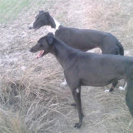 长期供应幼崽格力犬 格力猎犬养殖 已做免疫驱虫