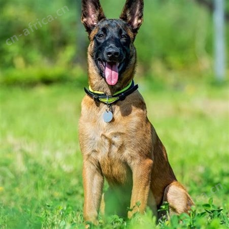农家散养马犬幼犬 长期养殖 自然立耳 体格健壮 抗病能力强