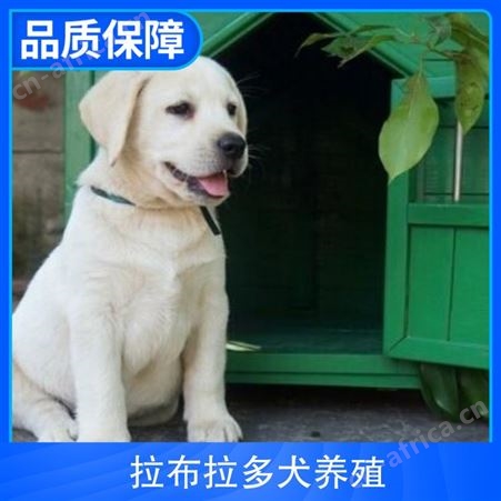 拉布拉多犬养殖基地 颜色黄色 出栏率40 体高12cm
