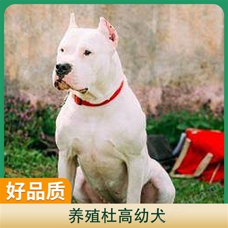 养殖杜高幼犬 公母均有 品种杜高犬 胸围40cm 体长65cm