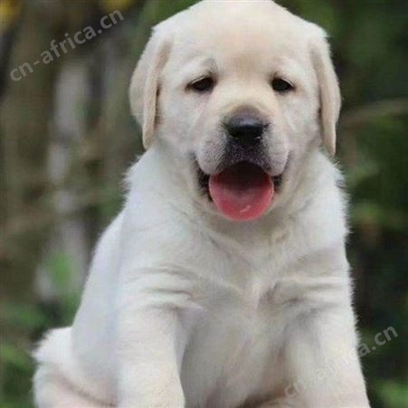 萌宠拉布拉多犬 聪明伶俐 看家护院犬养殖 肌肉发达易养活