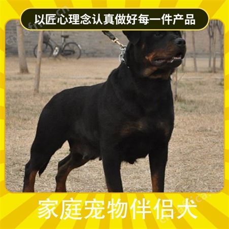 家庭宠物伴侣犬 品种拉布拉多犬 年龄2-4 免疫驱虫已做完