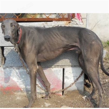 成年格力犬 自养自销 可看家护院 犬 品种优良 适应性广