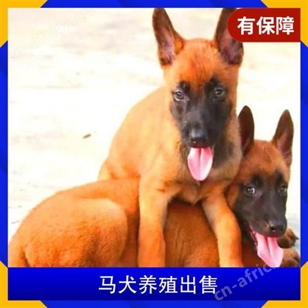 马犬养殖出售 品种马犬 毛长短毛 血统信息有血统证书