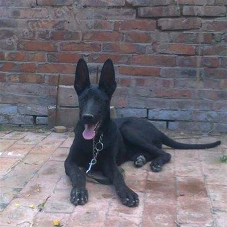 农家养殖改良黑狼犬 双血统立耳幼犬 适应能力强 体型高大