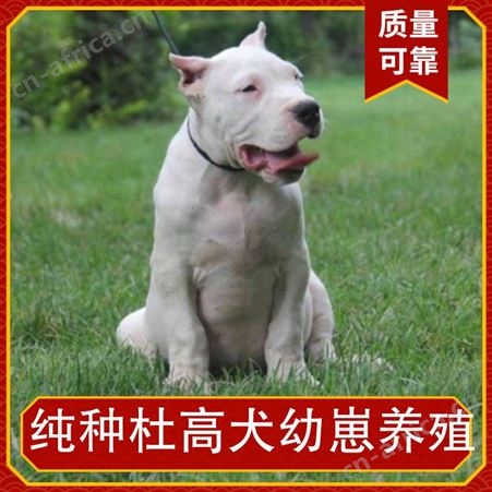 纯种杜高犬幼崽养殖 品种杜高犬 年龄2-6 免疫驱虫已做完