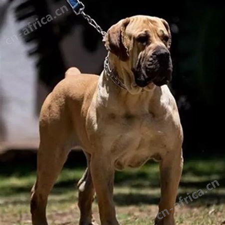 中亚牧羊犬养殖 双血统 大骨架犬 采食性广 耐粗饲