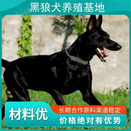 附近的黑狼犬养殖基地 免疫驱虫已做完 年龄幼年